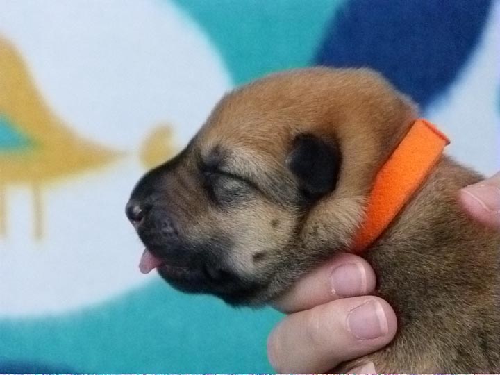 chinook puppy